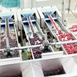 Quality Control Processing Berries Food Industry